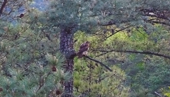 Hawk resting in a pine tree