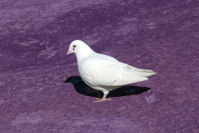 when-doves-cry-purble.jpg