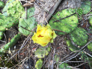 prickly-pear-01