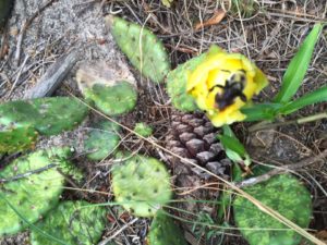 prickly-pear-02