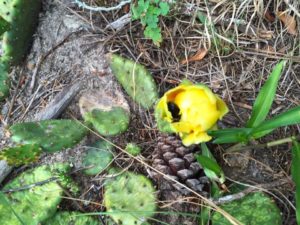 prickly-pear-03