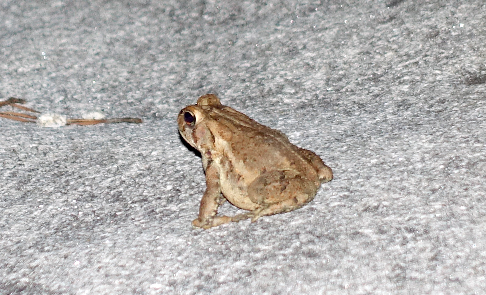 toad on Stone Mountain
